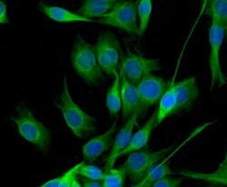 Invitrogen CD80 (B7-1) Polyclonal Antibody 100 &mu;L; Unconjugated:Antibodies,