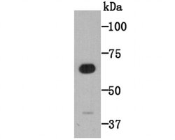 Invitrogen CD80 (B7-1) Polyclonal Antibody 100 &mu;L; Unconjugated:Antibodies,