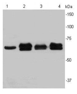 Invitrogen Lamin B2 Polyclonal Antibody 100 &mu;L; Unconjugated:Antibodies,