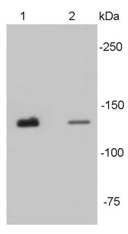 Invitrogen N-cadherin Polyclonal Antibody 100 &mu;L | Buy Online | Invitrogen&trade; | Fisher Scientific