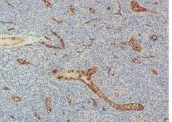 Invitrogen CD34 Polyclonal Antibody 100 &mu;L; Unconjugated:Antibodies,