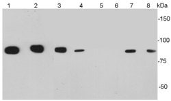 Invitrogen CD34 Polyclonal Antibody 100 &mu;L; Unconjugated:Antibodies,