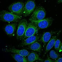 Invitrogen Bax Polyclonal Antibody 100 &mu;L; Unconjugated:Antibodies,