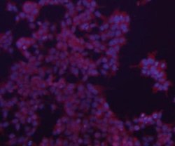Invitrogen Bax Polyclonal Antibody 100 &mu;L; Unconjugated:Antibodies,