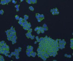 Invitrogen Bax Polyclonal Antibody 100 &mu;L; Unconjugated:Antibodies,