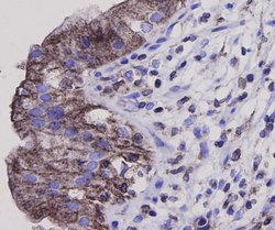 Invitrogen Bax Polyclonal Antibody 100 &mu;L; Unconjugated:Antibodies,