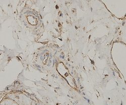 Invitrogen Bax Polyclonal Antibody 100 &mu;L; Unconjugated:Antibodies,