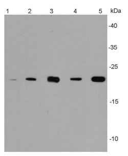 Invitrogen Bax Polyclonal Antibody 100 &mu;L; Unconjugated:Antibodies,