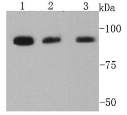 Invitrogen LGR5 Polyclonal Antibody 100 &mu;L; Unconjugated:Anticuerpos