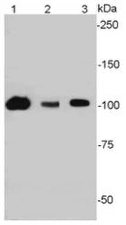 Invitrogen SIRT1 Polyclonal Antibody 100 &mu;L; Unconjugated:Antibodies,