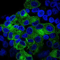 Invitrogen&trade;&nbsp;alpha Tubulin Polyclonal Antibody