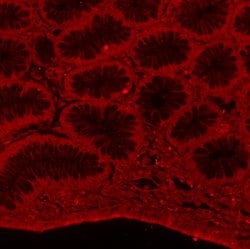 Invitrogen&trade;&nbsp;alpha Tubulin Polyclonal Antibody