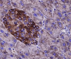 Invitrogen&trade;&nbsp;alpha Tubulin Polyclonal Antibody