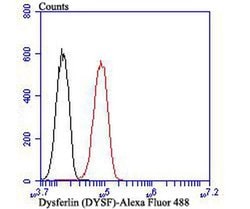 Invitrogen Dysferlin Polyclonal Antibody 100 &mu;L; Unconjugated:Antibodies,