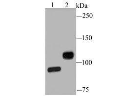 Invitrogen CD61 (Integrin beta 3) Polyclonal Antibody 100 &mu;L; Unconjugated:Antibodies,