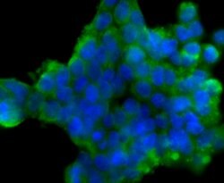 Invitrogen DLL4 (delta-like 4) Polyclonal Antibody 100 &mu;L; Unconjugated:Antibodies,