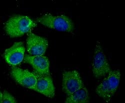 Invitrogen DLL4 (delta-like 4) Polyclonal Antibody 100 &mu;L; Unconjugated:Antibodies,