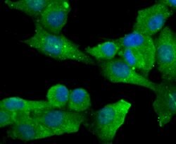 Invitrogen DLL4 (delta-like 4) Polyclonal Antibody 100 &mu;L; Unconjugated:Antibodies,