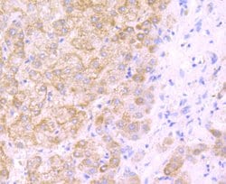 Invitrogen DLL4 (delta-like 4) Polyclonal Antibody 100 &mu;L; Unconjugated:Antibodies,
