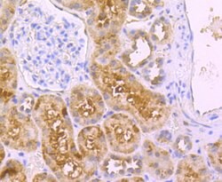 Invitrogen DLL4 (delta-like 4) Polyclonal Antibody 100 &mu;L; Unconjugated:Antibodies,