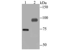 Invitrogen DLL4 (delta-like 4) Polyclonal Antibody 100 &mu;L; Unconjugated:Antibodies,