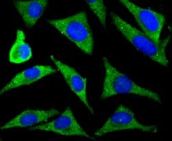Invitrogen ZIP12 Polyclonal Antibody 100 &mu;L; Unconjugated:Antibodies,
