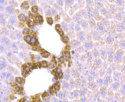 Invitrogen ZIP12 Polyclonal Antibody 100 &mu;L; Unconjugated:Antibodies,