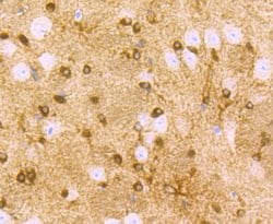 Invitrogen ZIP12 Polyclonal Antibody 100 &mu;L; Unconjugated:Antibodies,