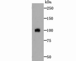 Invitrogen ATF6 Polyclonal Antibody 100 &mu;L | Buy Online | Invitrogen&trade; | Fisher Scientific