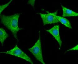 Invitrogen KV1.4 (KCNA4) Polyclonal Antibody 100 &mu;L; Unconjugated:Antibodies,