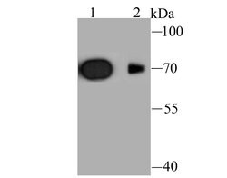 Invitrogen KV1.4 (KCNA4) Polyclonal Antibody 100 &mu;L; Unconjugated:Antibodies,