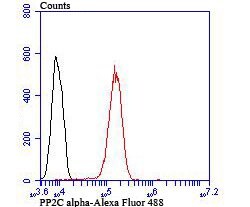 Invitrogen PPM1A Polyclonal Antibody 100 &mu;L; Unconjugated:Antibodies,