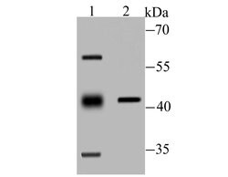 Invitrogen PPM1A Polyclonal Antibody 100 &mu;L; Unconjugated:Antibodies,