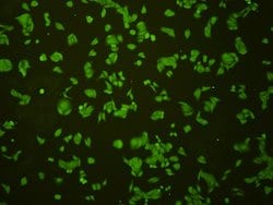 Invitrogen MSH6 Polyclonal Antibody 100 &mu;L; Unconjugated:Antibodies,