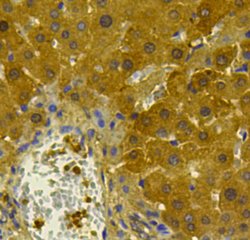 Invitrogen MSH6 Polyclonal Antibody 100 &mu;L; Unconjugated:Antibodies,