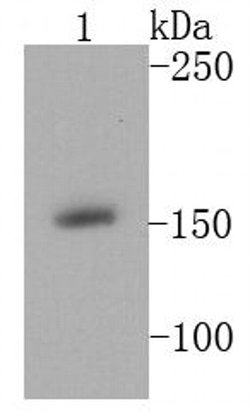 Invitrogen MSH6 Polyclonal Antibody 100 &mu;L; Unconjugated:Antibodies,