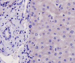 Invitrogen Integrin beta 1 (CD29) Polyclonal Antibody 100 &mu;L; Unconjugated:Antibodies,