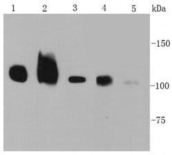 Invitrogen Integrin beta 1 (CD29) Polyclonal Antibody 100 &mu;L; Unconjugated:Antibodies,