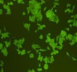 Invitrogen Pan Ras Polyclonal Antibody 100 &mu;L; Unconjugated:Antibodies,