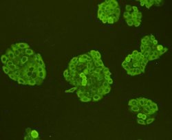 Invitrogen Pan Ras Polyclonal Antibody 100 &mu;L; Unconjugated:Antibodies,