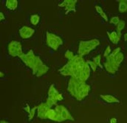 Invitrogen Pan Ras Polyclonal Antibody 100 &mu;L; Unconjugated:Antibodies,
