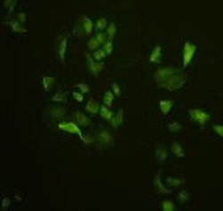Invitrogen Pan Ras Polyclonal Antibody 100 &mu;L; Unconjugated:Antibodies,