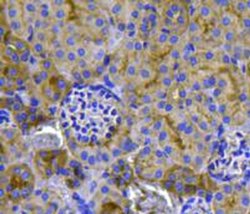 Invitrogen Pan Ras Polyclonal Antibody 100 &mu;L; Unconjugated:Antibodies,
