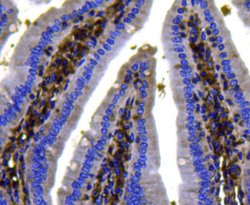 Invitrogen Pan Ras Polyclonal Antibody 100 &mu;L; Unconjugated:Antibodies,