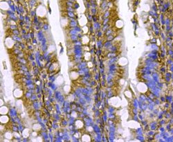Invitrogen Pan Ras Polyclonal Antibody 100 &mu;L; Unconjugated:Antibodies,