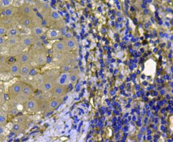 Invitrogen Pan Ras Polyclonal Antibody 100 &mu;L; Unconjugated:Antibodies,