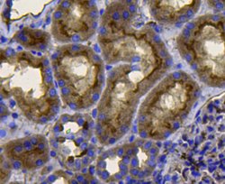 Invitrogen Pan Ras Polyclonal Antibody 100 &mu;L; Unconjugated:Antibodies,