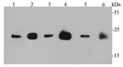 Invitrogen Pan Ras Polyclonal Antibody 100 &mu;L; Unconjugated:Antibodies,