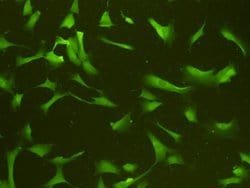 Invitrogen GAP43 Polyclonal Antibody 100 &mu;L | Buy Online | Invitrogen&trade; | Fisher Scientific