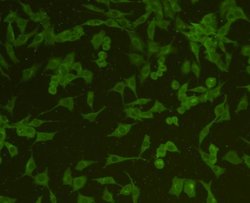 Invitrogen GAP43 Polyclonal Antibody 100 &mu;L | Buy Online | Invitrogen&trade; | Fisher Scientific